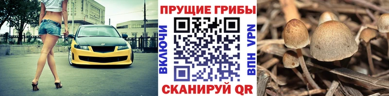 Псилоцибиновые грибы Psilocybine cubensis  Кисловодск 